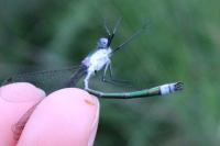 Lestes sponsa