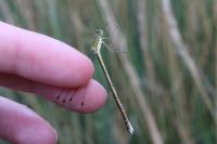 Lestes virens