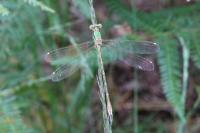 Lestes barbarus