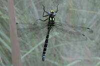 Aeshna cyanea