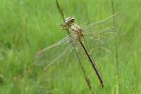 Gomphus pulchellus