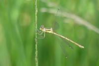 Lestes barbarus