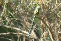 Aeshna cyanea