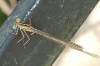 Platycnemis pennipes