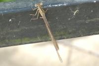 Platycnemis pennipes