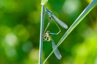 Ischnura elegans