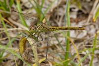 Sympetrum meridionale