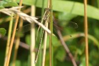 Lestes barbarus