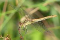 Sympetrum meridionale