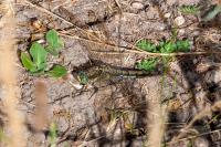 Orthetrum cancellatum