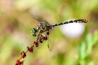 Onychogomphus forcipatus