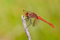Sympetrum sanguineum