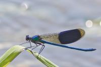 Calopteryx splendens