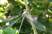 Chalcolestes viridis