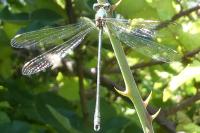 Chalcolestes viridis