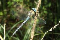 Aeshna affinis