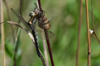 Orthetrum cancellatum