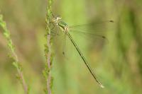 Lestes virens