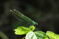 Calopteryx splendens