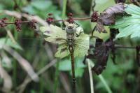 Aeshna affinis