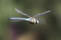 Aeshna affinis