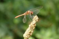 Sympetrum sanguineum