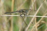 Orthetrum cancellatum