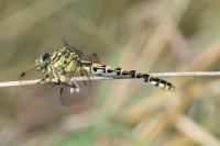 Onychogomphus forcipatus