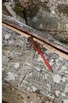 Sympetrum sanguineum