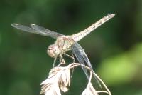Sympetrum striolatum
