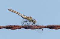 Sympetrum sanguineum