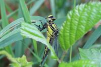 Gomphus vulgatissimus
