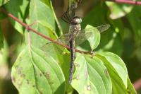 Oxygastra curtisii