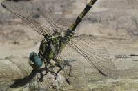 Onychogomphus uncatus