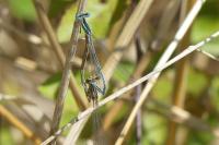 Platycnemis pennipes