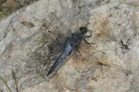 Orthetrum cancellatum