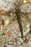 Aeshna cyanea