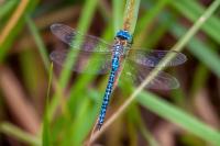 Aeshna affinis