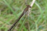 Sympecma fusca