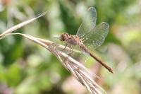 Sympetrum meridionale