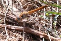 Orthetrum brunneum