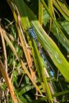 Enallagma cyathigerum