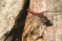 Sympetrum