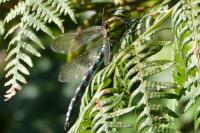 Aeshna cyanea
