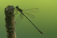 Chalcolestes viridis