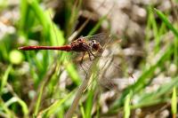 Sympetrum sanguineum