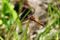 Sympetrum sanguineum