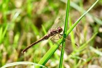 Sympetrum meridionale