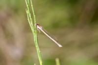 Sympecma fusca