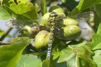 Aeshna cyanea